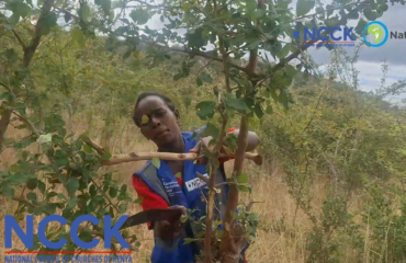 Mwikali FMNR story